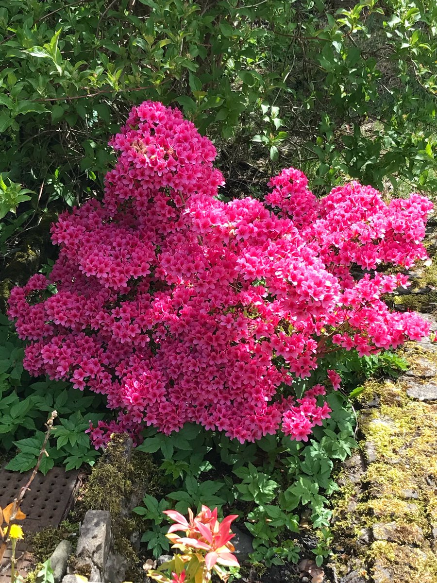 Hello tweeters, here's my azalea showing the weeds who's boss 🌺💜🕊