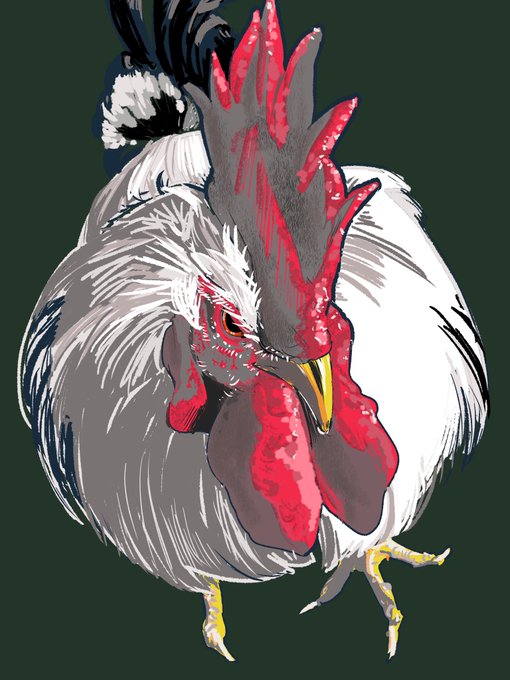 「chicken standing」 illustration images(Latest)
