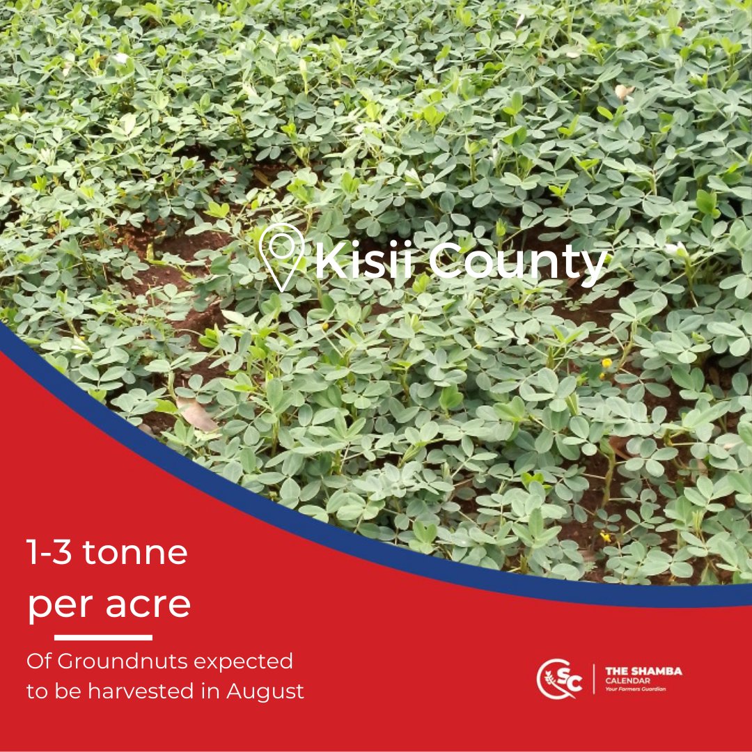 ShambaCalendar's tweet photo. Groundnuts production in Kisii Region.
~Rate: 1-3 ton/acre
~Capacity: over 300 MT
~Expected time: August
~Varieties: Valencia red, Uganda local red, Homabay Local
________
Manage your Farm digitally https://t.co/Mvy625dOyx
#YourFarmersGuardian #getinformed #reliable #zerolosses https://t.co/ja5stDOh1e