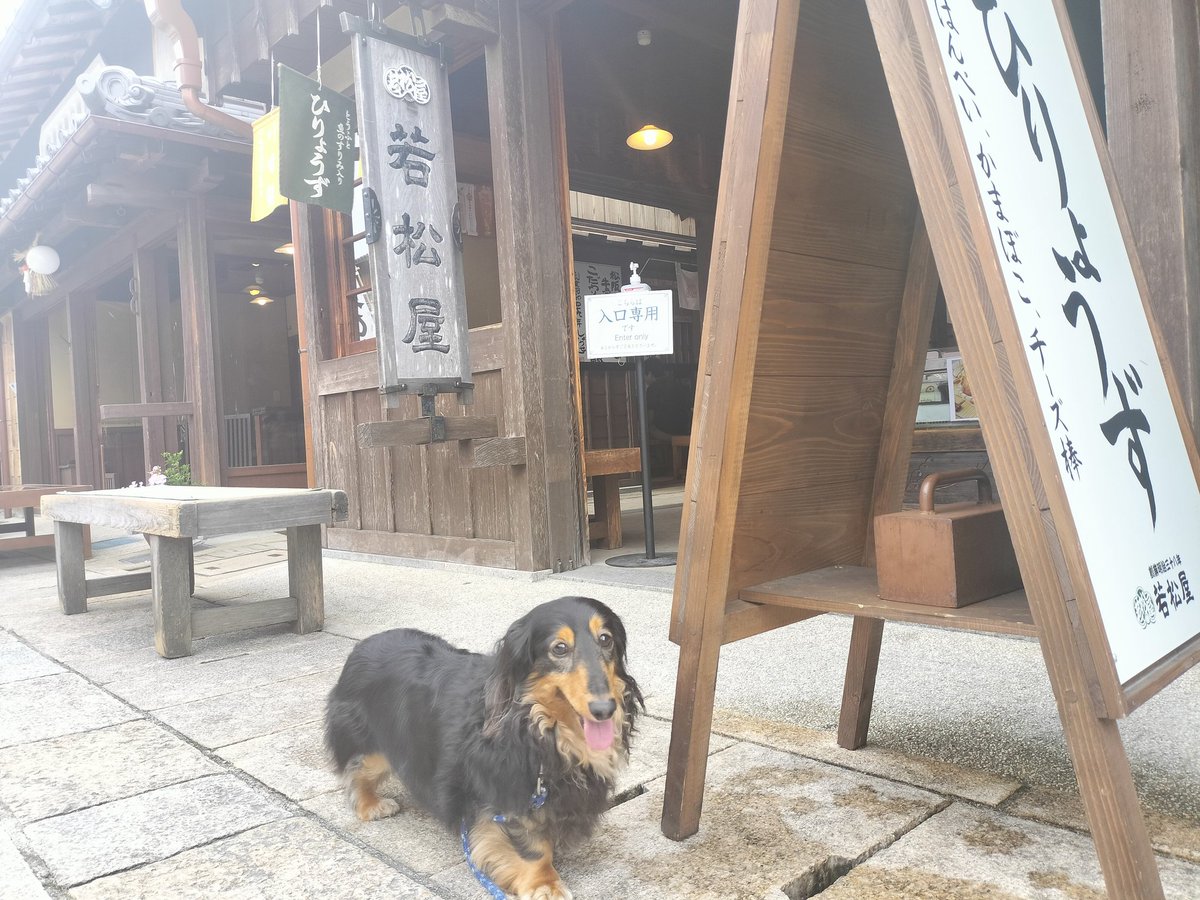 おかげ横丁の伊勢うどんの『ふくすけ』前でパチリ📸『豚捨』前でパチリ📸ミンチカツとコロッケの一部はころんくんの胃の中へ😋私は若松屋の『ひりようず』を食べました😋
 #ダックスフンド親衛隊