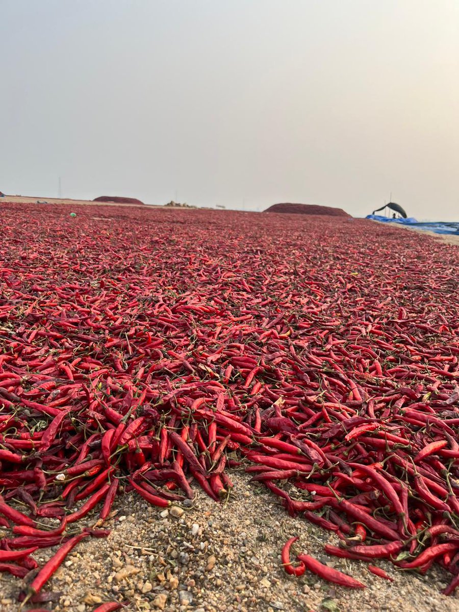 samdeep751's tweet image. We have Dry red chilli looking buyers overseas #redchilli #trading #Food #MiddleEast #India