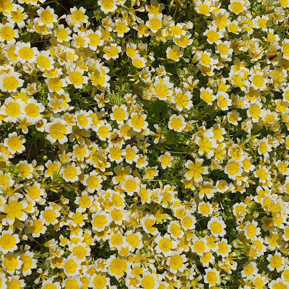 Poached egg plants and lovely buzzing bees at @NTSCollections 
#threave 
#Dumfriesandgalloway
🏴󠁧󠁢󠁳󠁣󠁴󠁿🏴󠁧󠁢󠁳󠁣󠁴󠁿🏴󠁧󠁢󠁳󠁣󠁴󠁿🏴󠁧󠁢󠁳󠁣󠁴󠁿