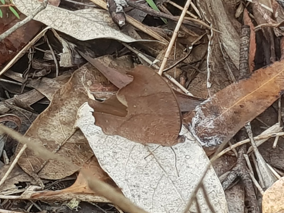 Midgimm's tweet image. Hello tweeting world ...
Here is the evening brown butterfly from a walk in parts of the weyba woods. How's her beauty and leafy camoflouge style? 

lfwseq.org.au/evening-brown-…