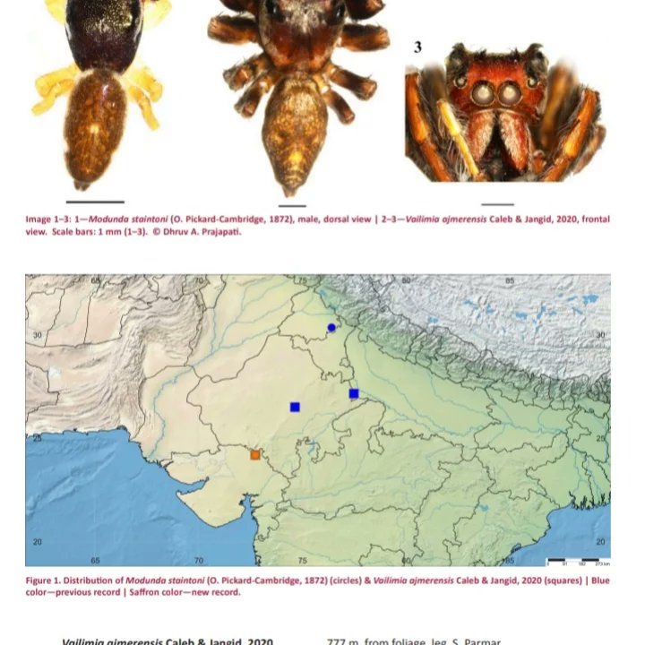 won_rf's tweet photo. WON Research Foundation is in news with its 1st independent #research from North Gujarat.

2 species of jumping #spiders Modunda staintoni and Vailimia ajmerensis are recorded for the 1st time from Gujarat State. 
@IndiAves
@ParveenKaswan @forestwala @agnee_cool @HoffPccf https://t.co/5LQ2PNygFV