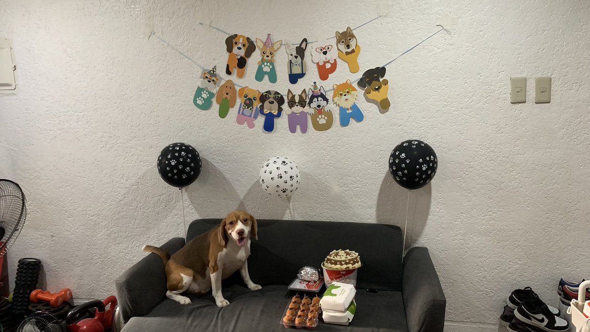 ladybeast05's tweet photo. Lucas at 2 🐶🤎 #LucasBoyTheBeagle https://t.co/c4TfbXq3pk