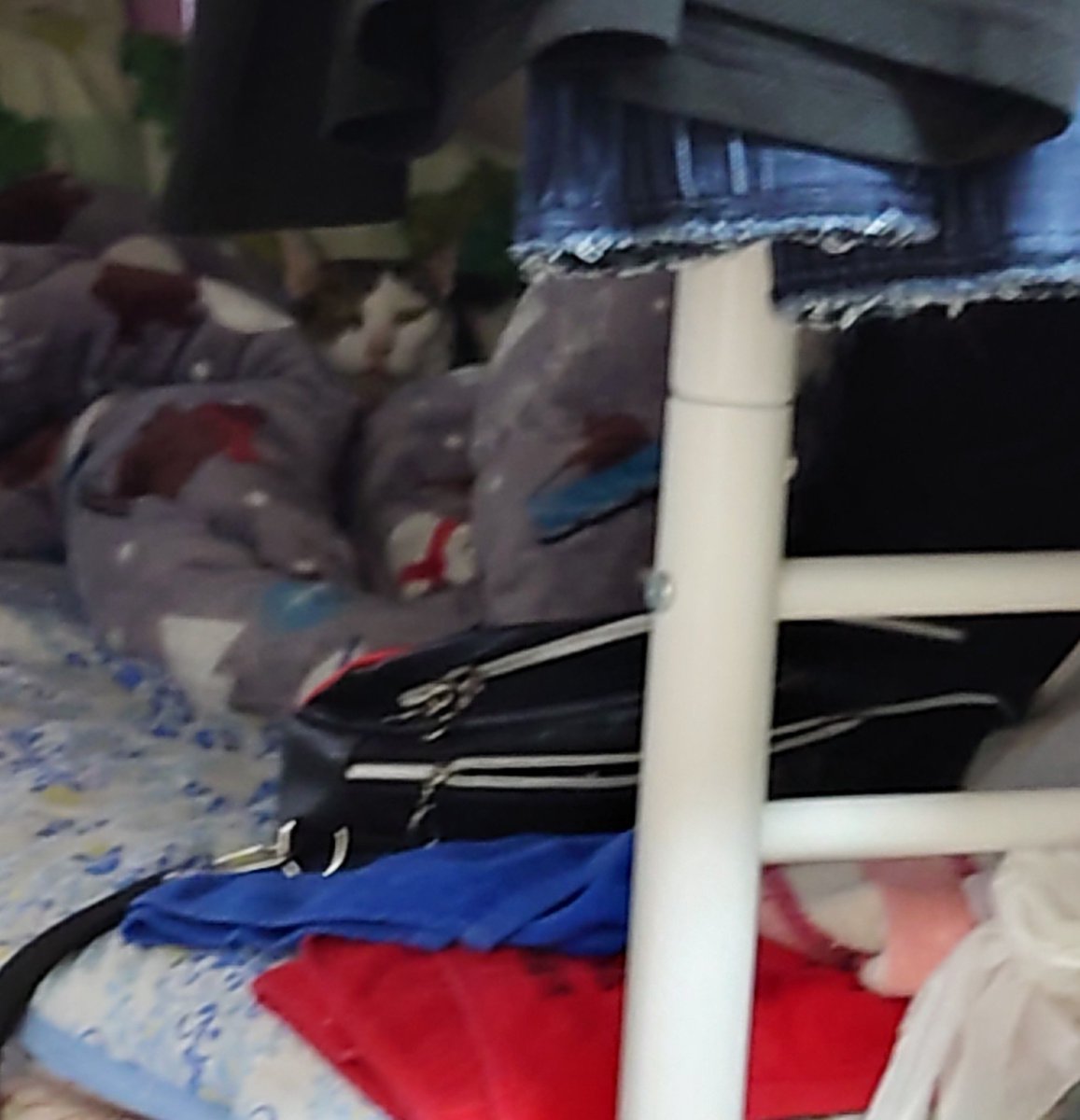 ここ数日体調がすぐれずTwitterも見れず…今日も
早々に休ませてもらいます🙇💤💤💤
「健太を探せ」をお楽しみ下さいませ
#保護猫さんと暮らす