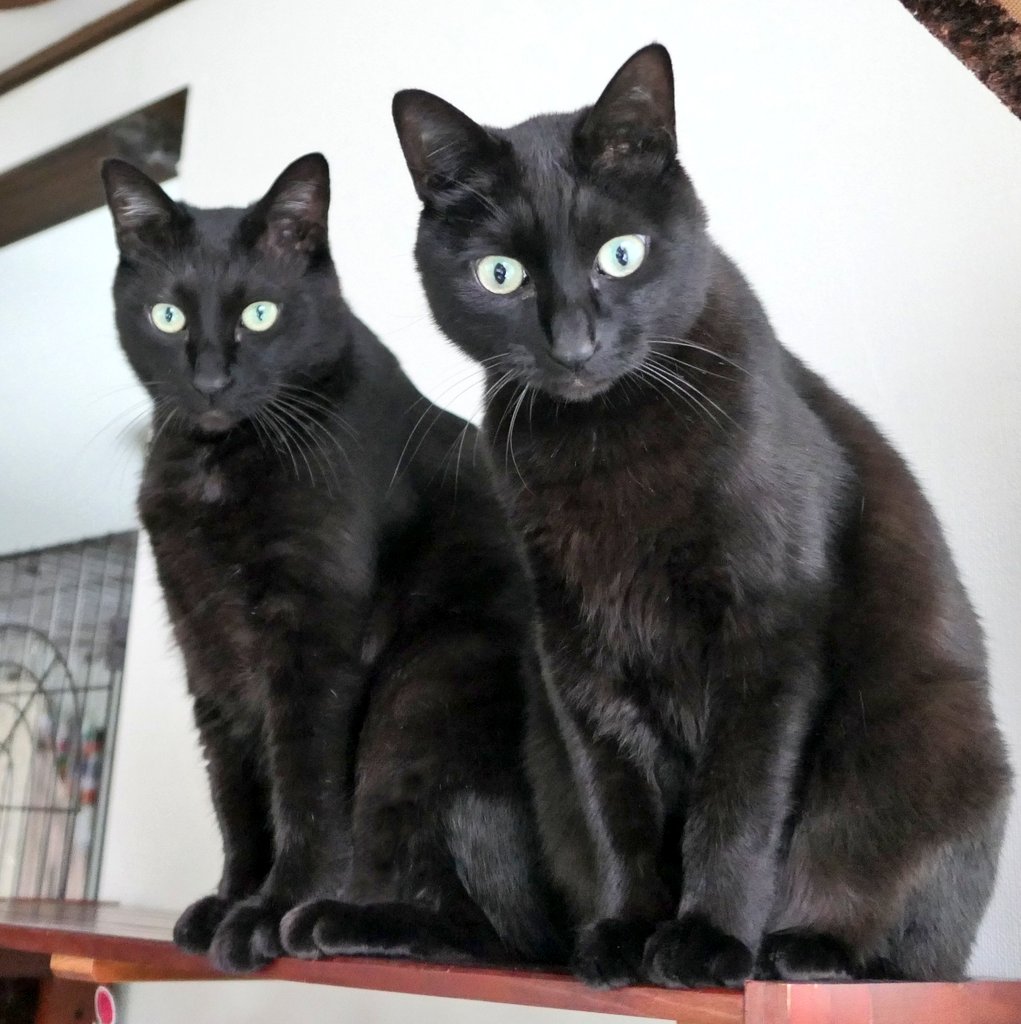 #ねこ #猫 #黒猫 #cat #cats #blackcat #blackcats