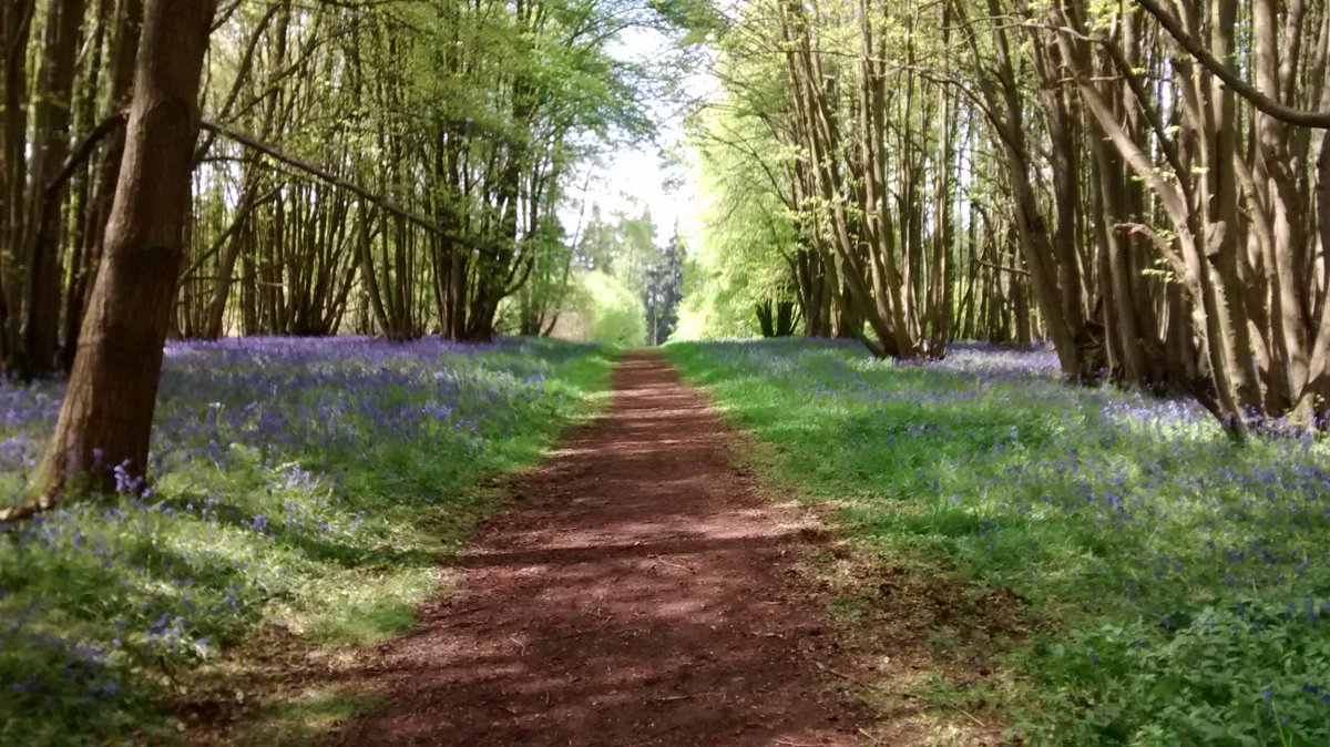 Enjoying the scent and the colour of the bluebells. #Worcestershirehour #malvernhillshour #root2leafgardening #worcestershire #malvern #droitwich #worcester