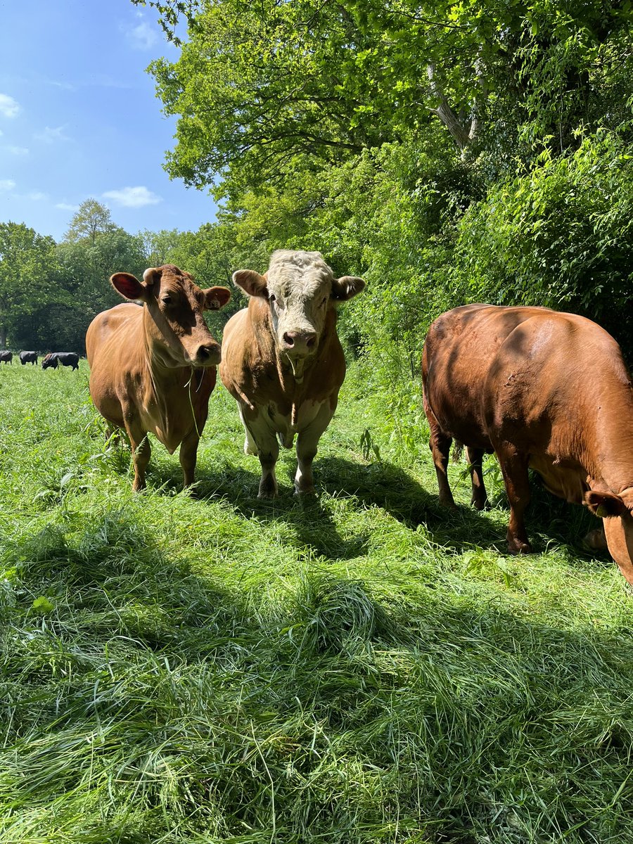 bingbong2005's tweet photo. Today we visited @FGSAgri so we could see a suckler herd! We all loved the cows and it was a very informative trip! We even got to look at some machinery that is used.🐮💙@TheNorthSchFarm https://t.co/2x9mKcmrtv