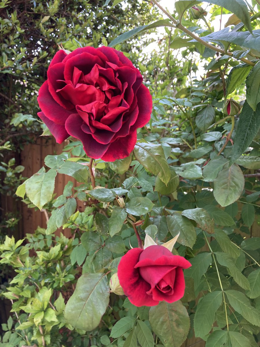 Gorgeous roses. Shame they don’t last longer 😊