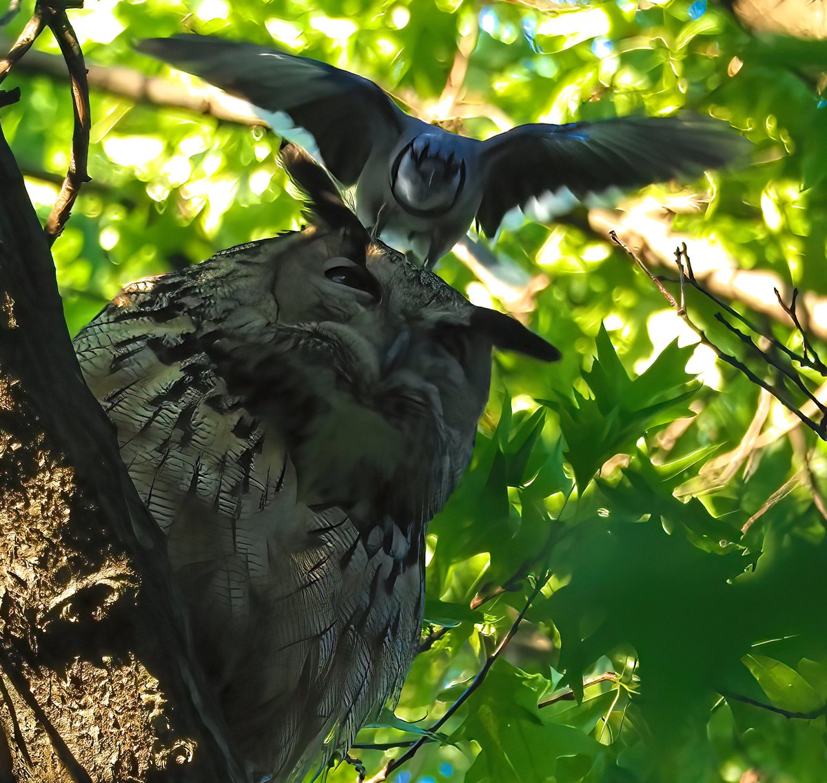 Above96th's tweet image. Flaco was enjoying some lovely sunshine early this morning in Central Park. Then the Blue Jays found him and launched an aerial assault! So much for sleeping in on Saturday, Flaco!🦉❤️🦉#birdcpp #Flaco