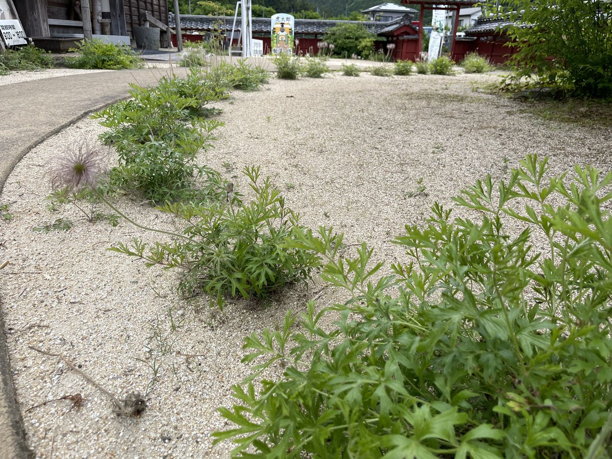 Modako's tweet photo. 吉村虎太郎邸がなんで歩ける植物図鑑に？と思ってたらまさかの虎太郎邸作の美しすぎる和菓子が！素晴らしい。そして美味しい！翁草こんな大量に初めて見ました。
#歩ける植物図鑑
#吉村虎太郎邸 https://t.co/eKsOxHz1tw