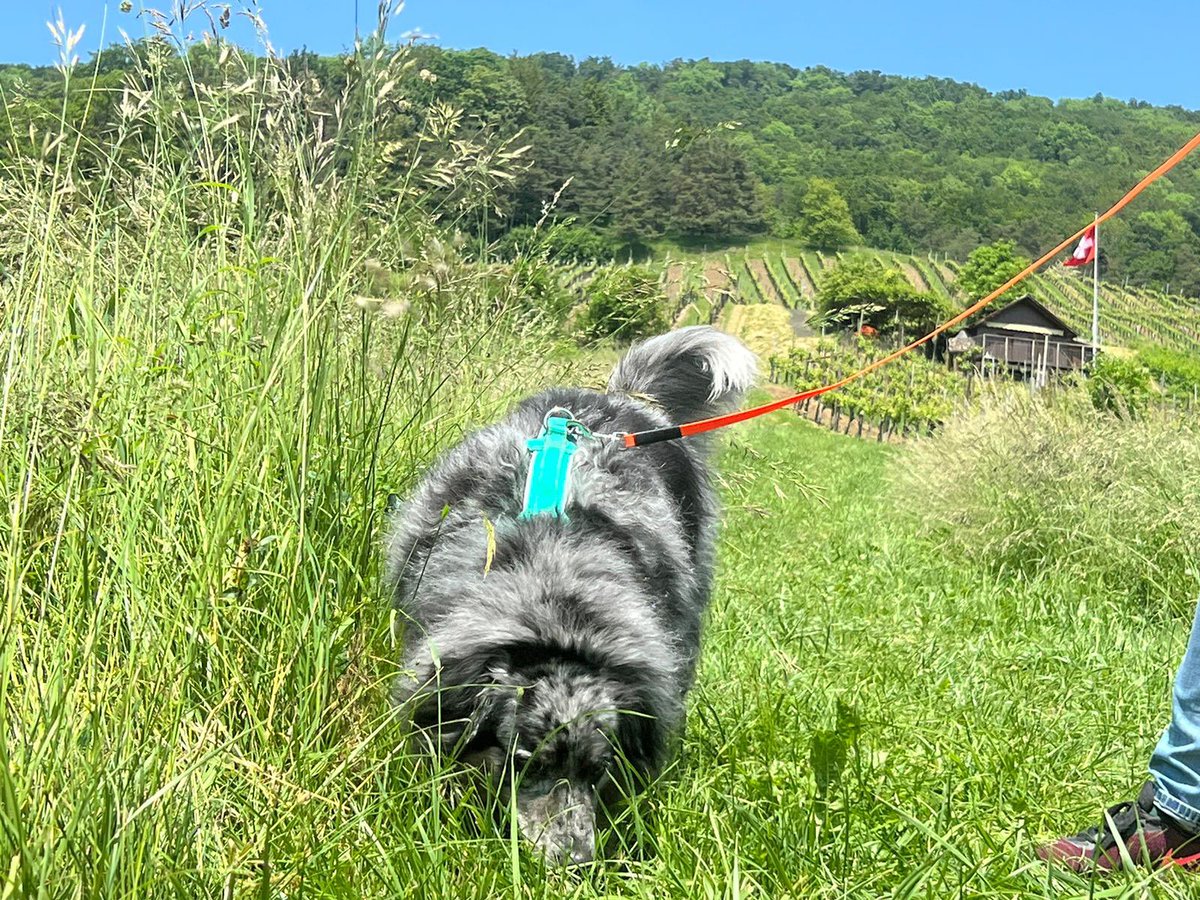 Working 3 days in Zwitserland 🇨🇭 perfectly organized by Lernen mit Hund Members from this group search for : Invasive Insect Pests: The Japanese beetle. The beetles feed on leaves, fruits, and flowers. Affected are forest trees. #scentimprintconservationdogs