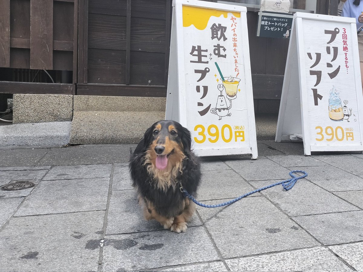 SNOOPY茶屋前でパチリ📸すし久前でパチリ📸え～と、どこか忘れたが、パチリ📸 
#ダックスフンド親衛隊