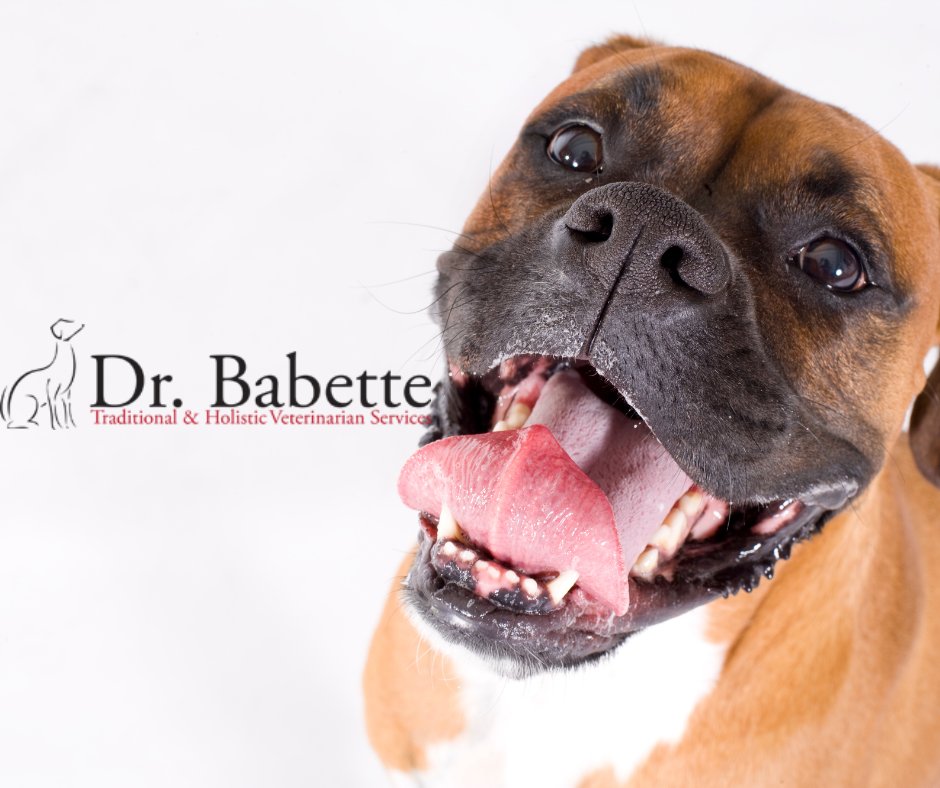 Please check out our website we have some amazing products!  bit.ly/3uuBGeq

'Pawsibility: It's what dogs do best.' — Unknown

#veterinarymedicine #dog #regerativemedicine #rehabmedicine #healthcare #medicalservice #holistichealth #holisticvetcare  #veterinarian