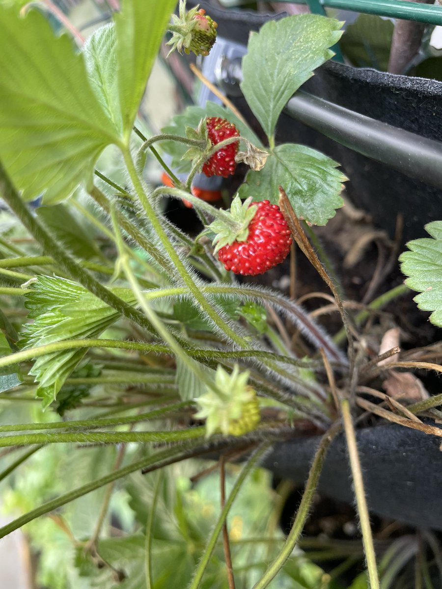 fkashtsshits's tweet photo. #strawberry https://t.co/CRbUXmVBzr