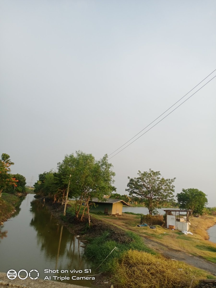 หนู tweet media