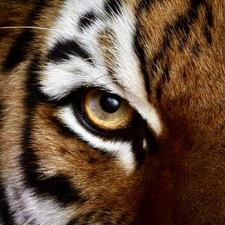 the eye of 🐯