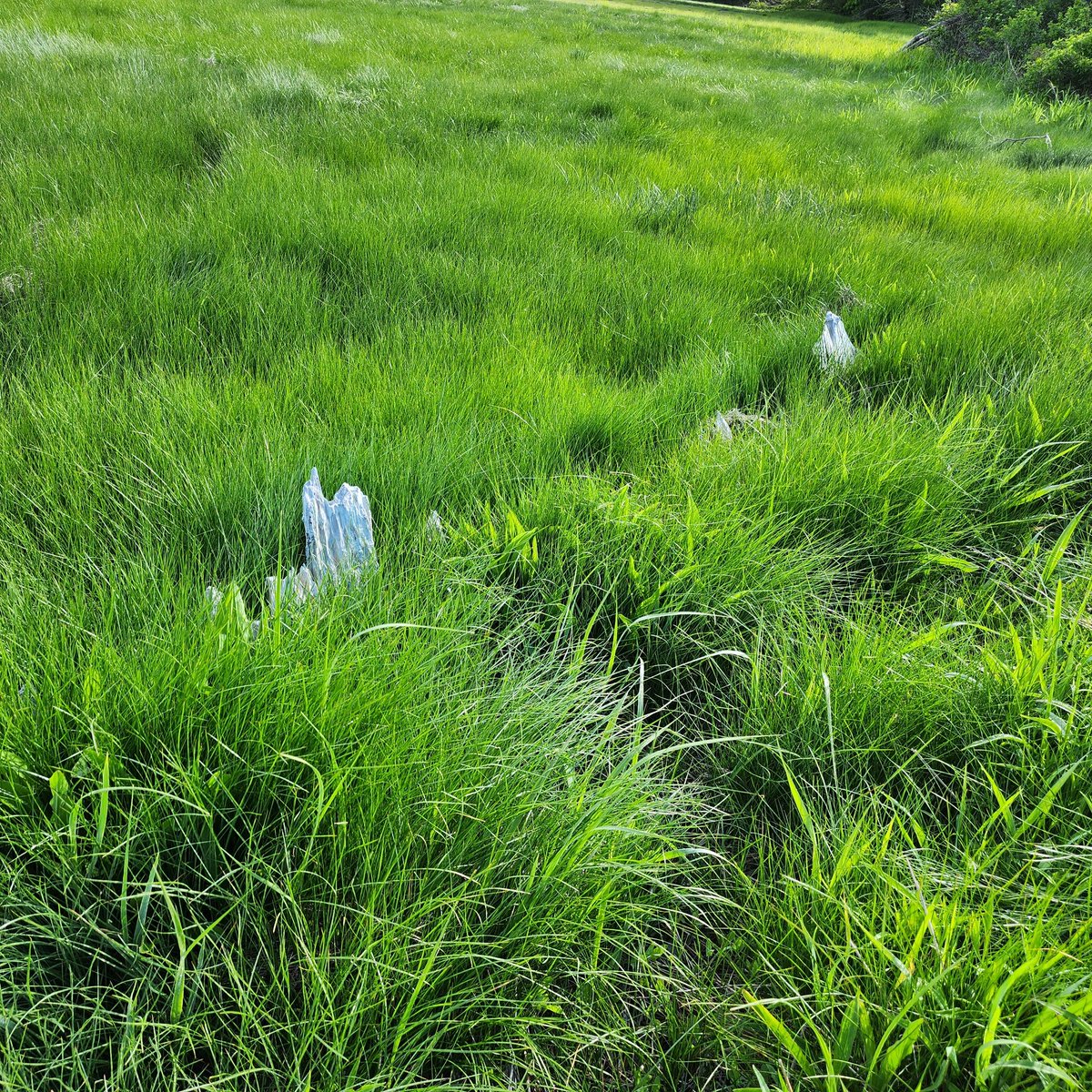 TheMagFlounder's tweet image. The bleached retaining wall, set up by some unknown builder long ago, poked through the grass, like small tombstones. This was all that was remembered of that time, and nature was slowly helping it slip into memory. 
#setthescene #ttrpg