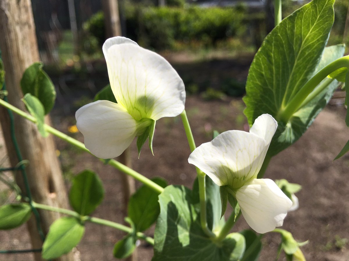 Groeneschoenen's tweet photo. Het begin is er. #buurtmoestuin https://t.co/crsVuyNZsf