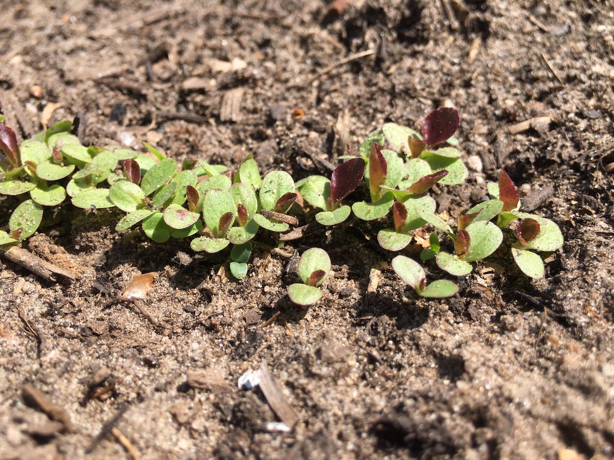 Groeneschoenen's tweet photo. Het begin is er. #buurtmoestuin https://t.co/crsVuyNZsf