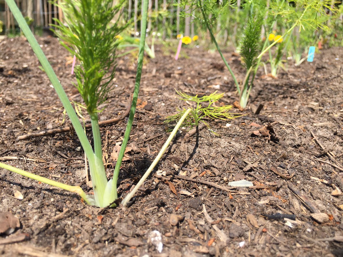 Groeneschoenen's tweet photo. Het begin is er. #buurtmoestuin https://t.co/crsVuyNZsf