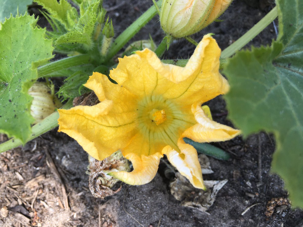 Groeneschoenen's tweet photo. Het begin is er. #buurtmoestuin https://t.co/crsVuyNZsf