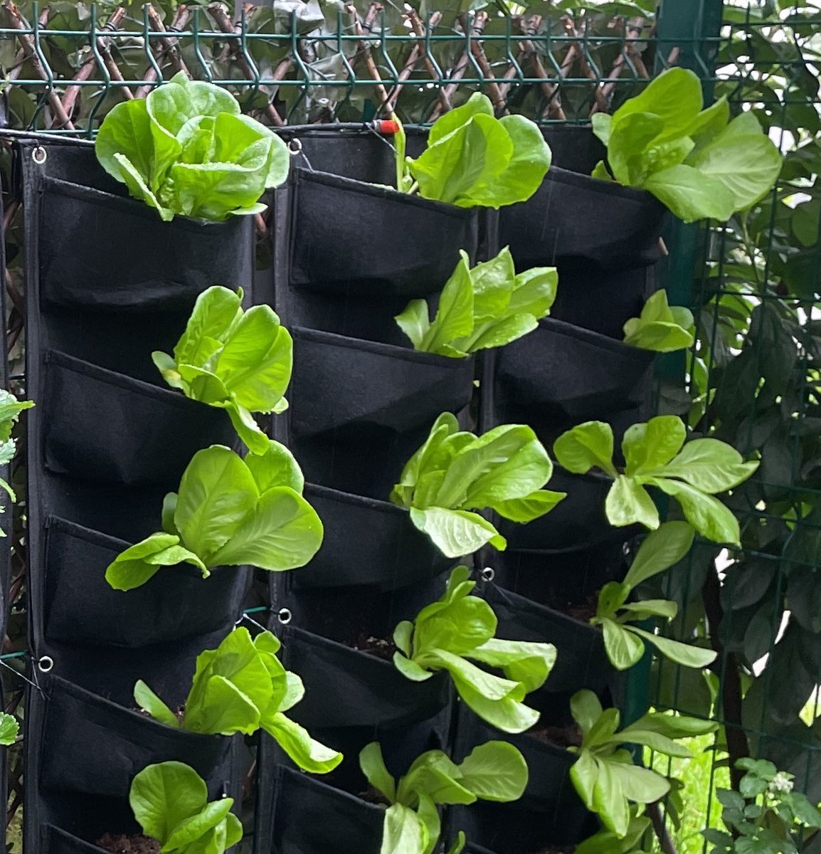 fkashtsshits's tweet photo. #lettuce https://t.co/aycQyLQpBg