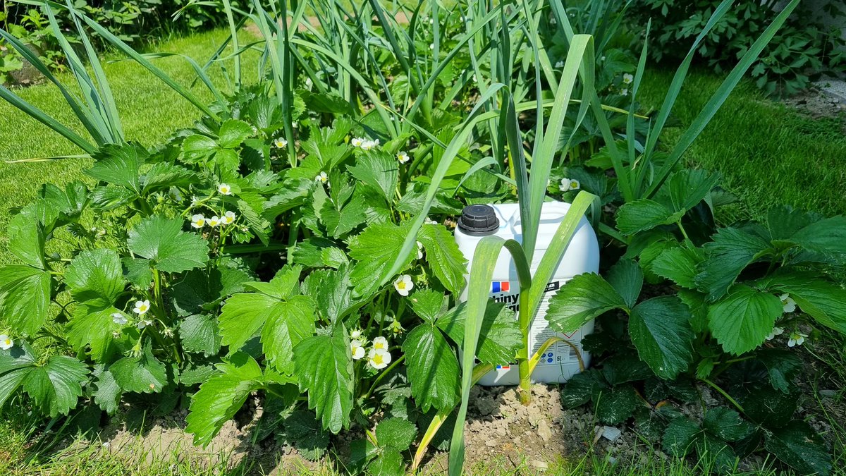 piwo_domowe's tweet image. Truskawki odmiana #Sybilla w pierwszym roku owocowania.
Wśród nich postawiłem 5-litrową bańkę dla uchwycenia proporcji.
Krzaki są ogromne.
#ogródek