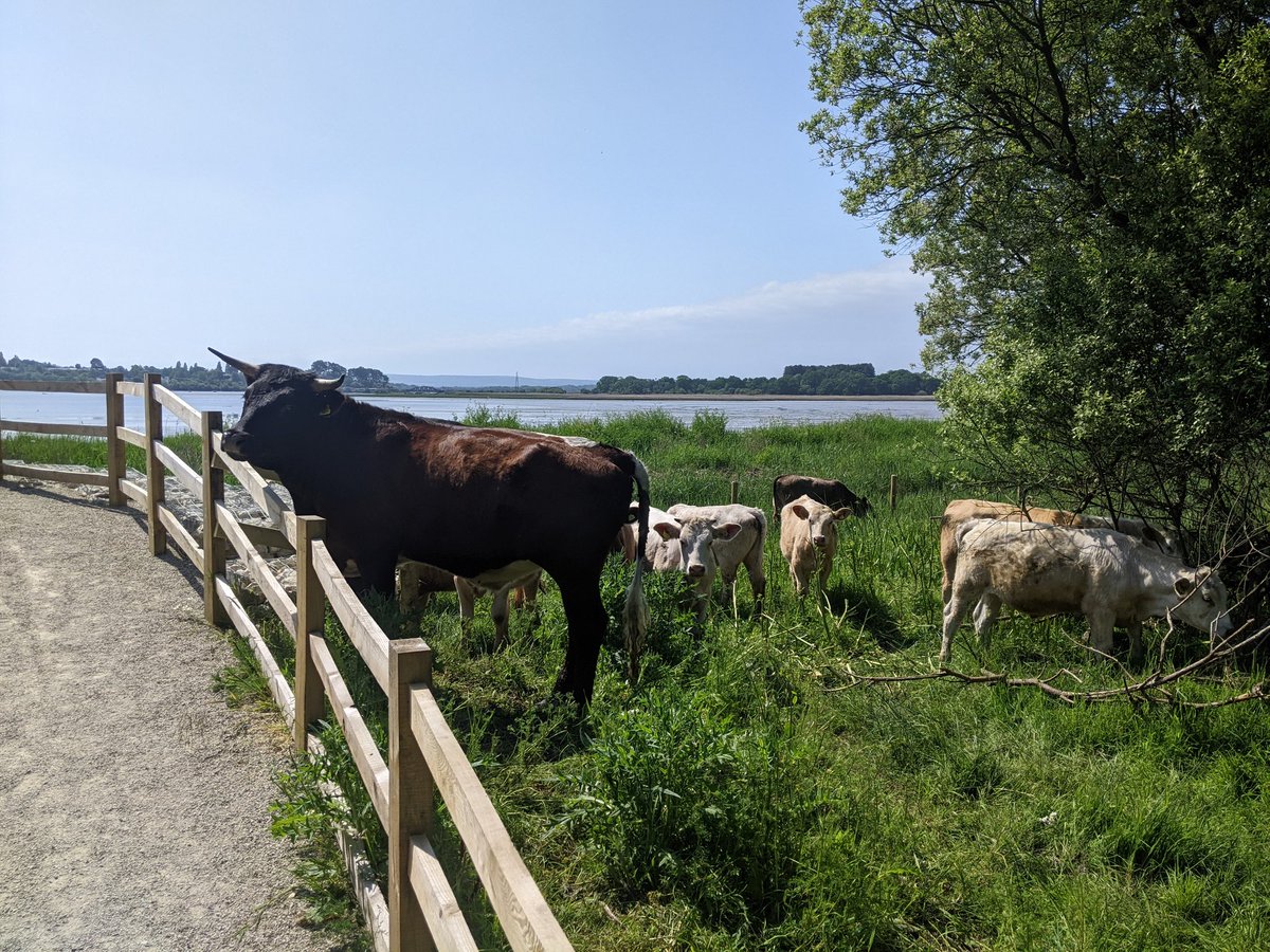LytchettP's tweet photo. Good to see the cattle doing their job at #RockLeaView #RSPBLytchettFields Creating a varied sward height and wearing some bare ground. @RSPBArne @harbourbirds @BirdsofBARI https://t.co/9MPPDkJTob