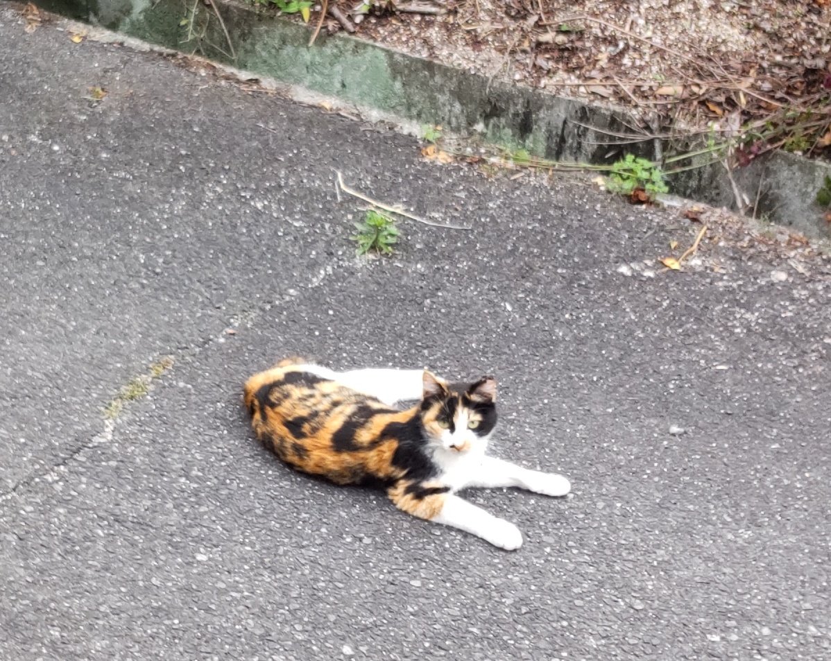 ウォーキング中にネコが落ちてたので、拾って帰ってモフモフしたかった！でもなんとか理性で抑えました

僕の中では巨乳の女性が道端に半裸で寝ているのと同じくらい、魅力的です😆