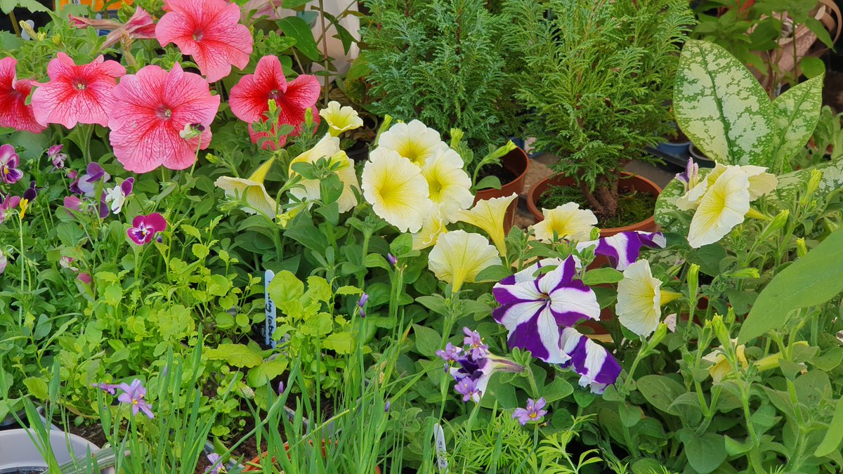 The sun shining on day one of #maltonfoodloversfestival #malton Come and say hi and buy some beautiful plants. <a href="/visitmalton/">Visit Malton</a>