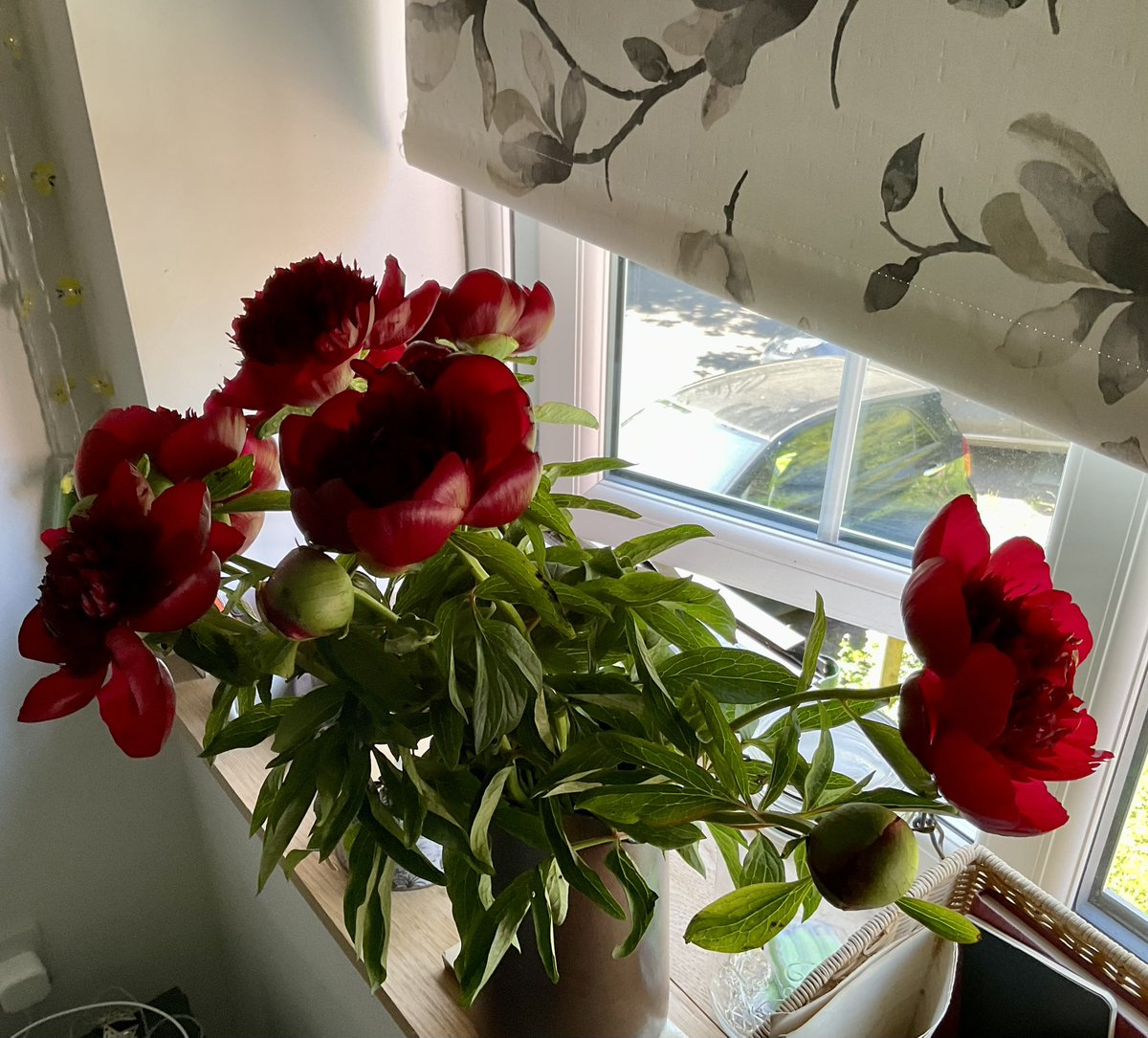 I survived the chemo! 

Meanwhile, here’s a picture of peonies!