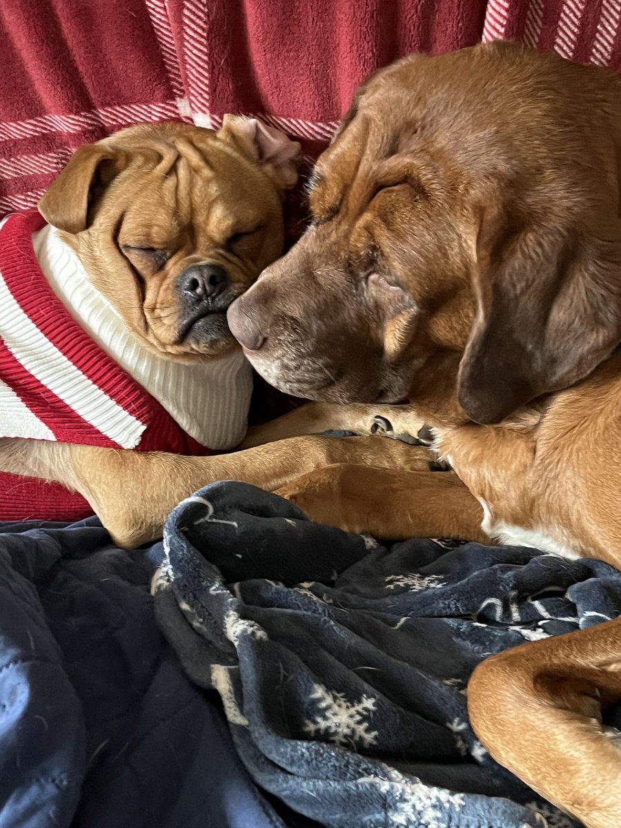 jerseyborn111's tweet photo. @CampingWorld #MyWalter and crew 🐾🐾🐾 https://t.co/nqmhVOYzwY