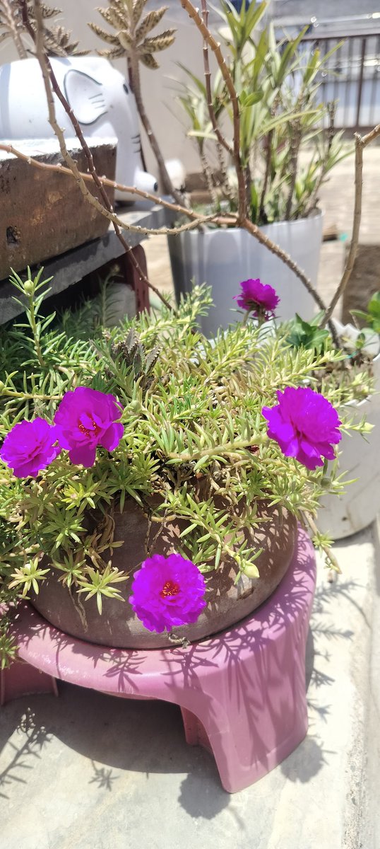 skbansalz's tweet image. #Positive_Vibes ✌️
#Good_Vibes 🥳