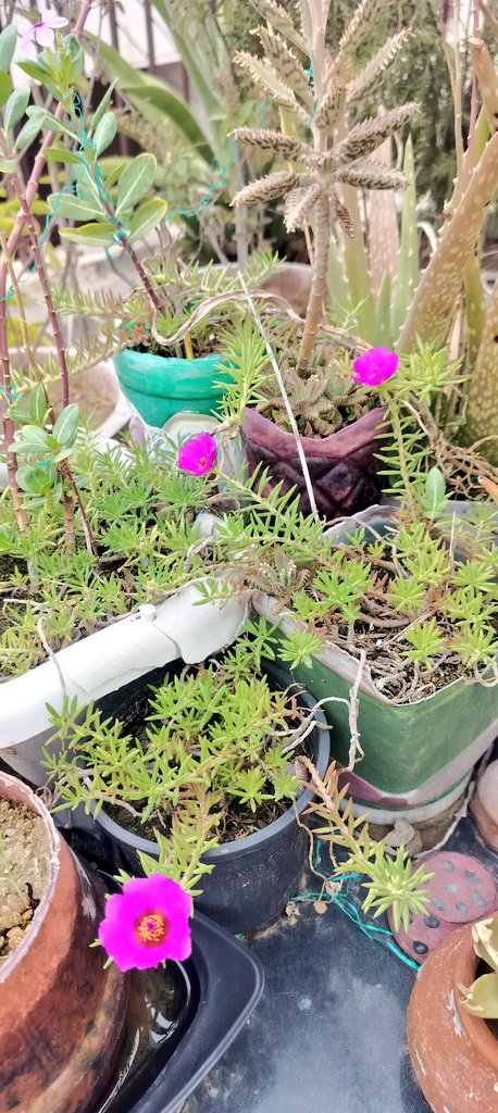 skbansalz's tweet image. #Positive_Vibes ✌️
#Good_Vibes 🥳