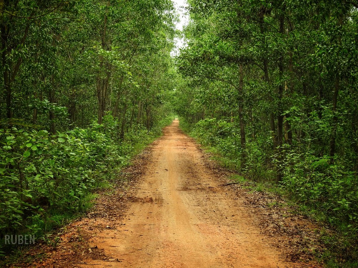 mygeograph82328's tweet photo. During #monsoon i went this #tribal #hamlet #2020 
#Tropical #deciduous #forest 
only #lateeite #soil #zone in #west_bengal #India 
10 km from #durgapur #city 
mainly #santhals #tribe living there and with very low #population density 
#my_geography 
#Ruben https://t.co/OikMykC7G7