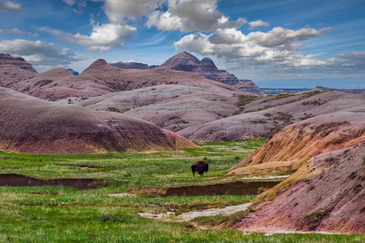 American Bison

Badlands National Park

bpgrossphotography.smugmug.com/BP-Gross-Photo…

#mammal #mammals #mammalsoftheworld #wild #wildlife #wildlifephotography #nature #naturephotography #nature #nature_perfection #wildlife_vision #naturelovers #wildlife #planetearth