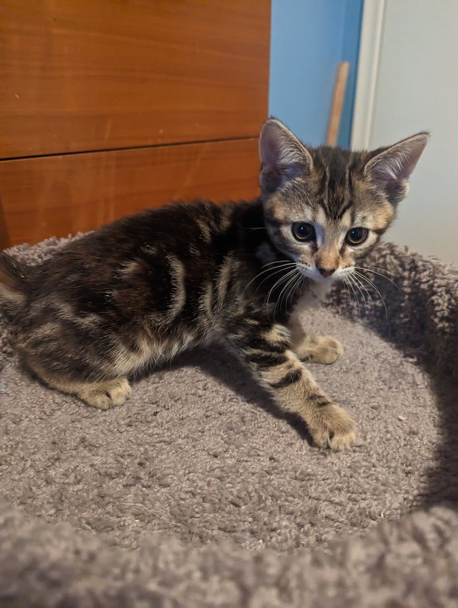 latkitten's tweet image. Something sisfur this way comes