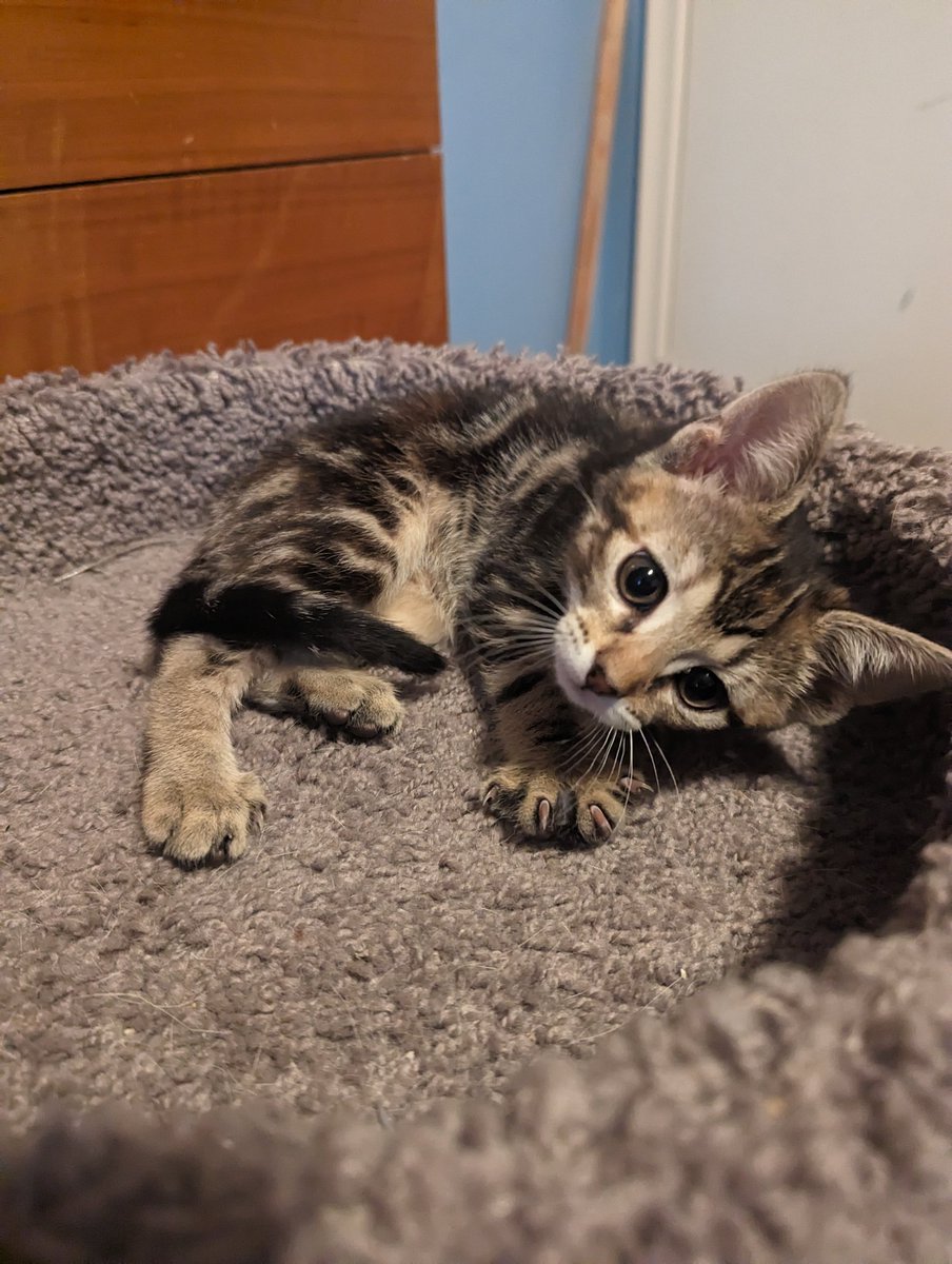 latkitten's tweet image. Something sisfur this way comes