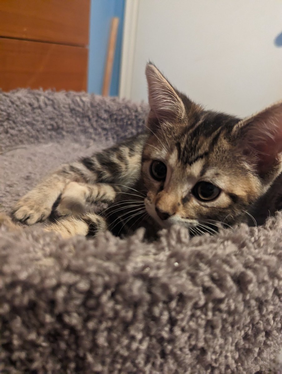 latkitten's tweet image. Something sisfur this way comes