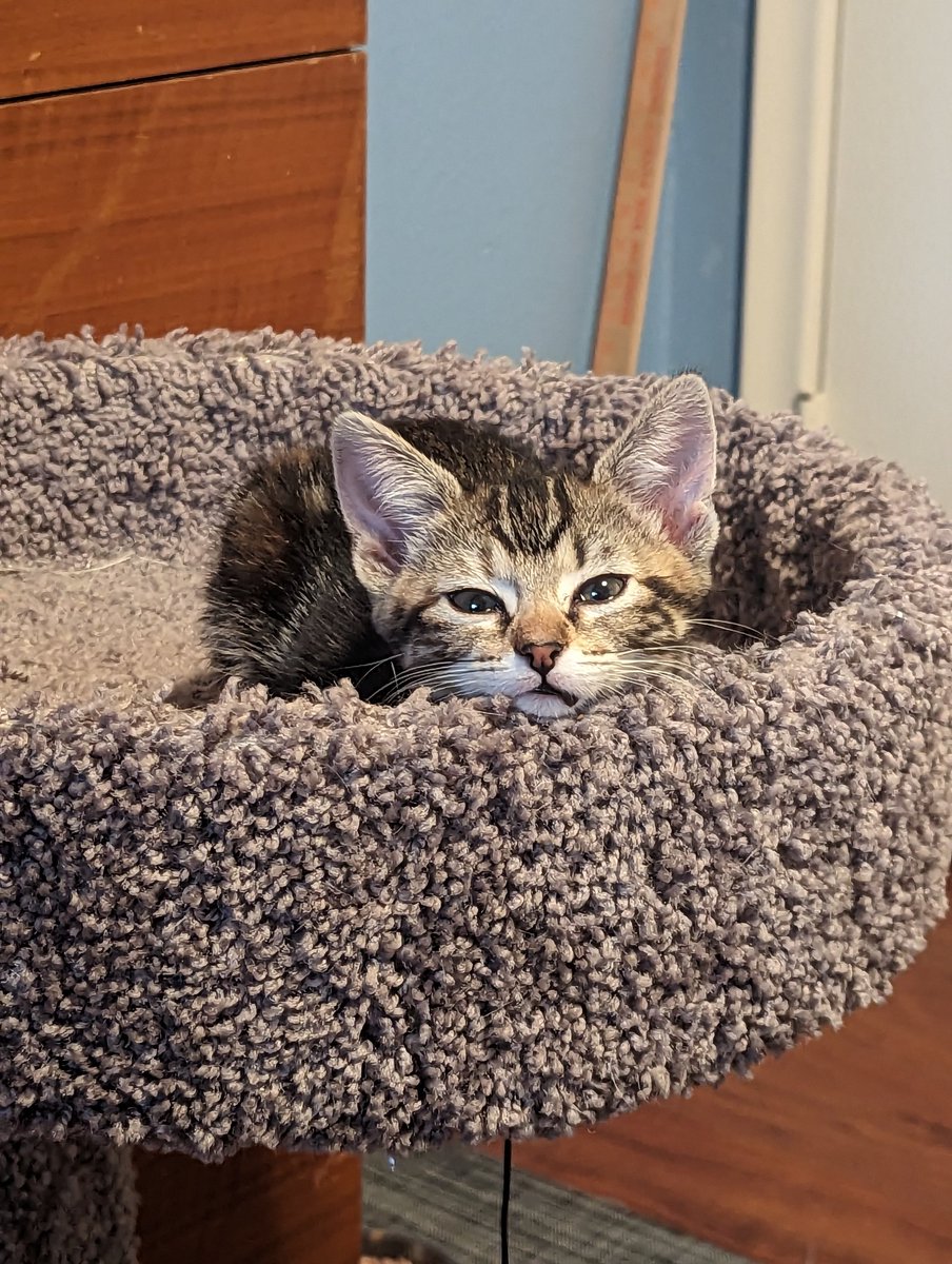 latkitten's tweet image. Something sisfur this way comes