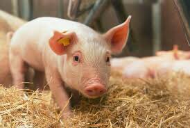 Stephen Cooke tweet media