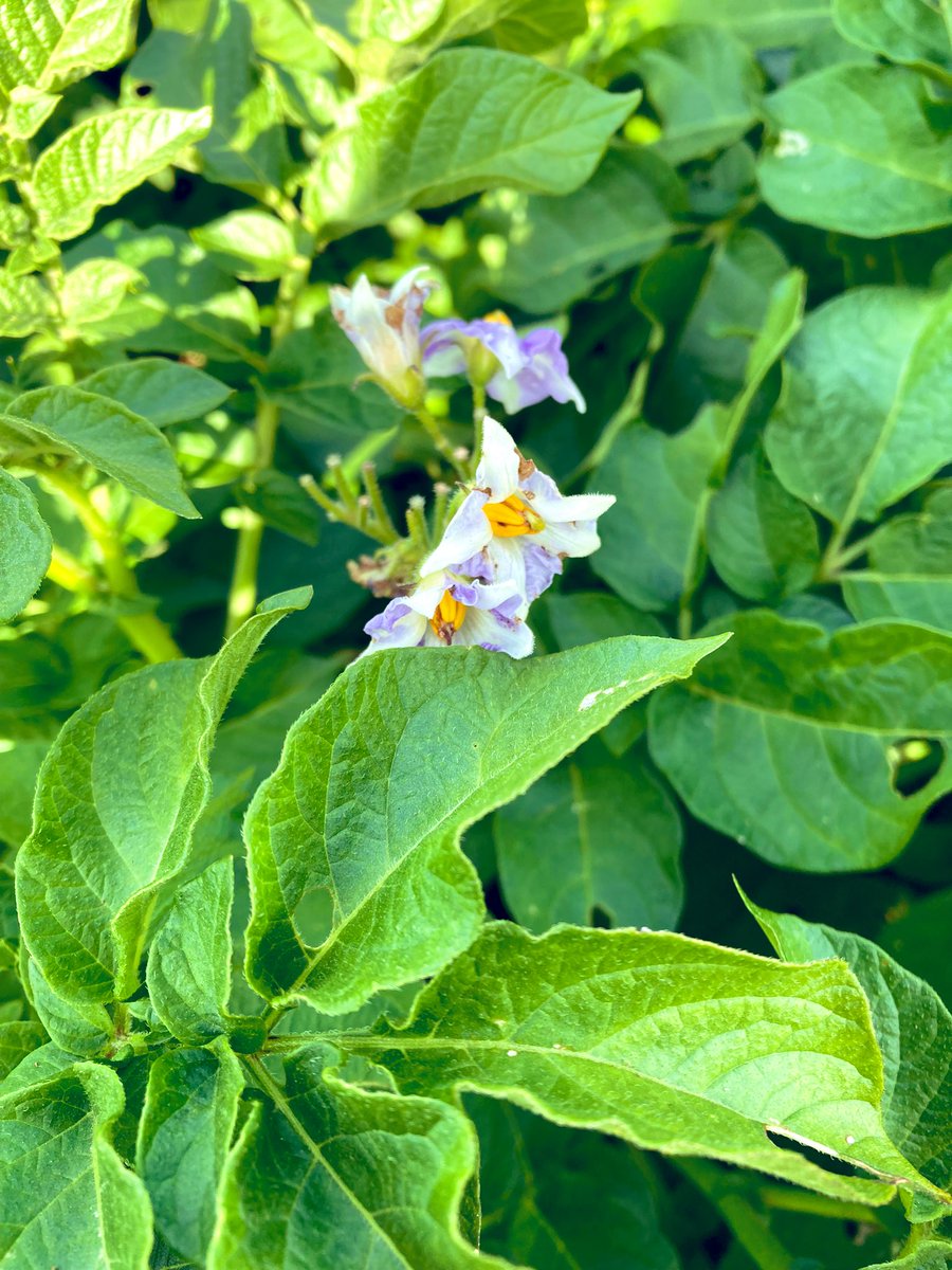 今日は脇芽を取って支柱を差し替えてきました。
写真はナスとじゃがいもの花💐
お野菜の花は久しぶりに見たけど鮮やかでキレイ✨

#家庭菜園