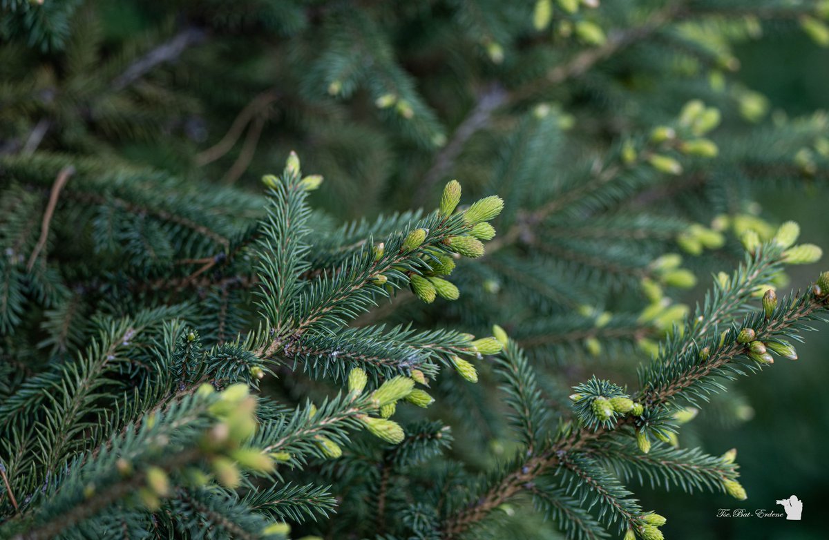 Дэлгэгдсэн мэт санагдах амьдралын урт өдрүүд
Эвхэгдсэн мэт мэдрэгдэх өдрүүд бүгдэд ирнэ
Жаахан болгоомжтой, ухаантай л амьдрахгүй бол яс булаацалдсан ноход шиг архирч өнгөрөөсөн өдрүүддээ харамсах өдөр бас ирнэ..
Гэгээлэг байцгаая 🌞🤗