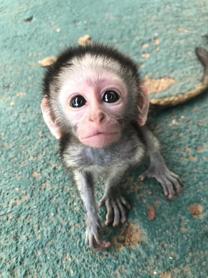 Le pegaríais una patada a Moisés a cambio de que Alonso gane la 33 en Mónaco?