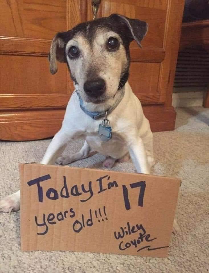 Tweets of Dogs tweet media