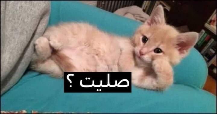 Toonzatt's tweet photo. - لما أكون مصلية اول واحدة فالبيت واشوف حد من اهلي ماشي. https://t.co/oWo1pETYil