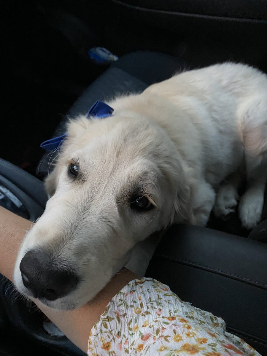MomofFinntheGR's tweet photo. Pals. You guys know I am a new mom to this handsome guy. I am looking to hear from you what tools you use for transporting your pups in the car. Looking for a range of ideas because I can’t get everything where we live. 
#DogsofTwittter https://t.co/hxZNMRYpHR