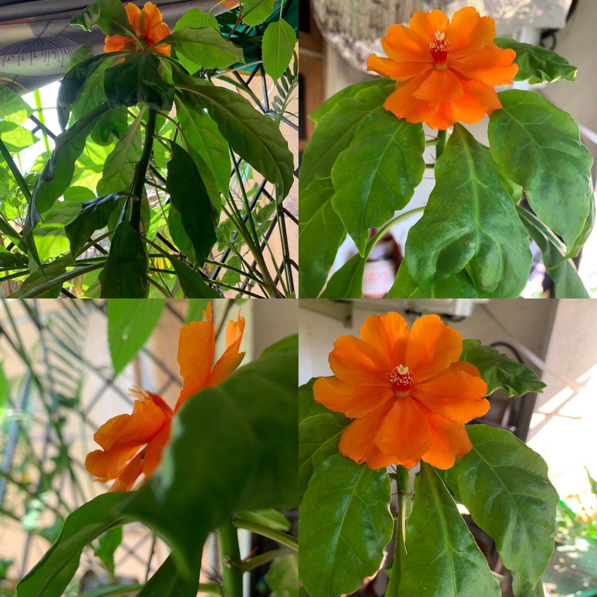 brendadsouza97's tweet photo. Rose Cactus - beneath the thorns lies a delicate beauty! #rosecactus #cactus #cactuslover #nature #naturelovers #succulents #plants #cacti #flowers #garden #plant #plantsofinstagram #cactusclub #cactuslove #cactusgarden #cactusflower #plantlover #gardening https://t.co/qShXRUCRPC